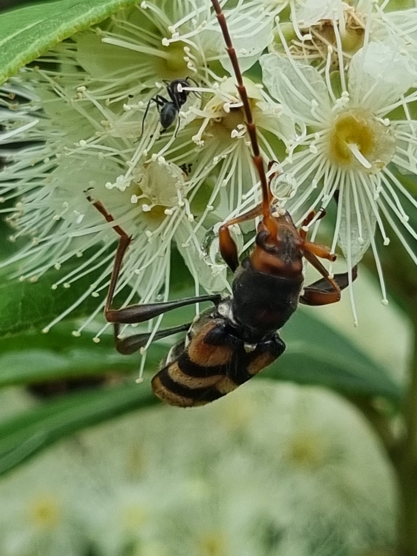 Lemon Myrtle - Backhousia citriodora