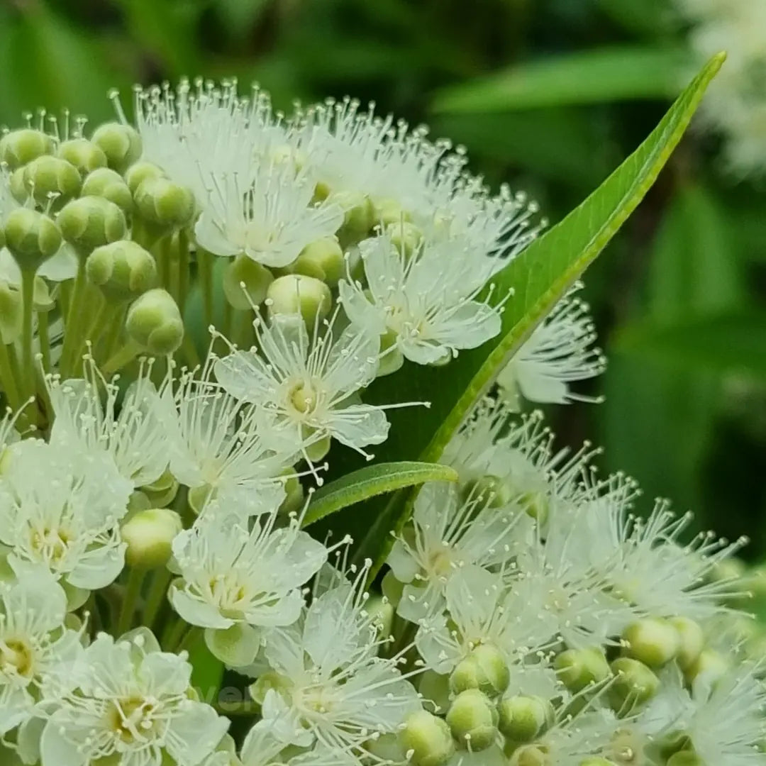 Lemon Myrtle - Backhousia citriodora