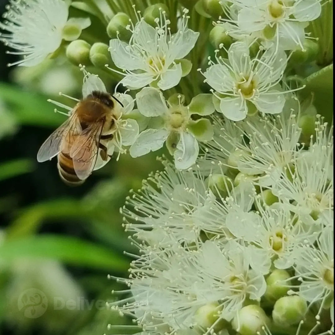 Lemon Myrtle - Backhousia citriodora