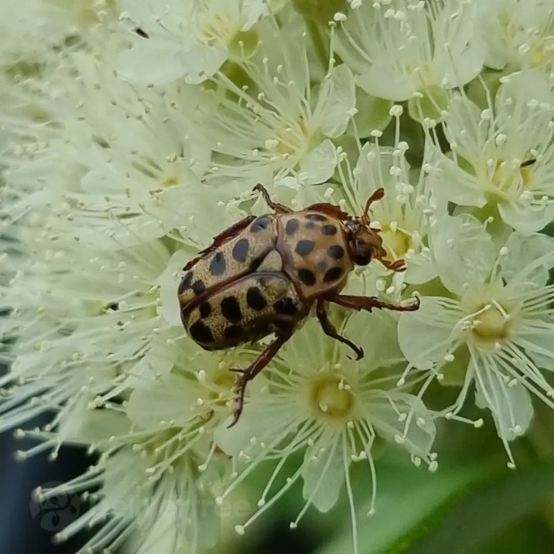 Lemon Myrtle - Backhousia citriodora