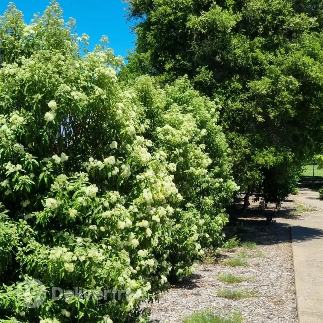 Lemon Myrtle - Backhousia citriodora