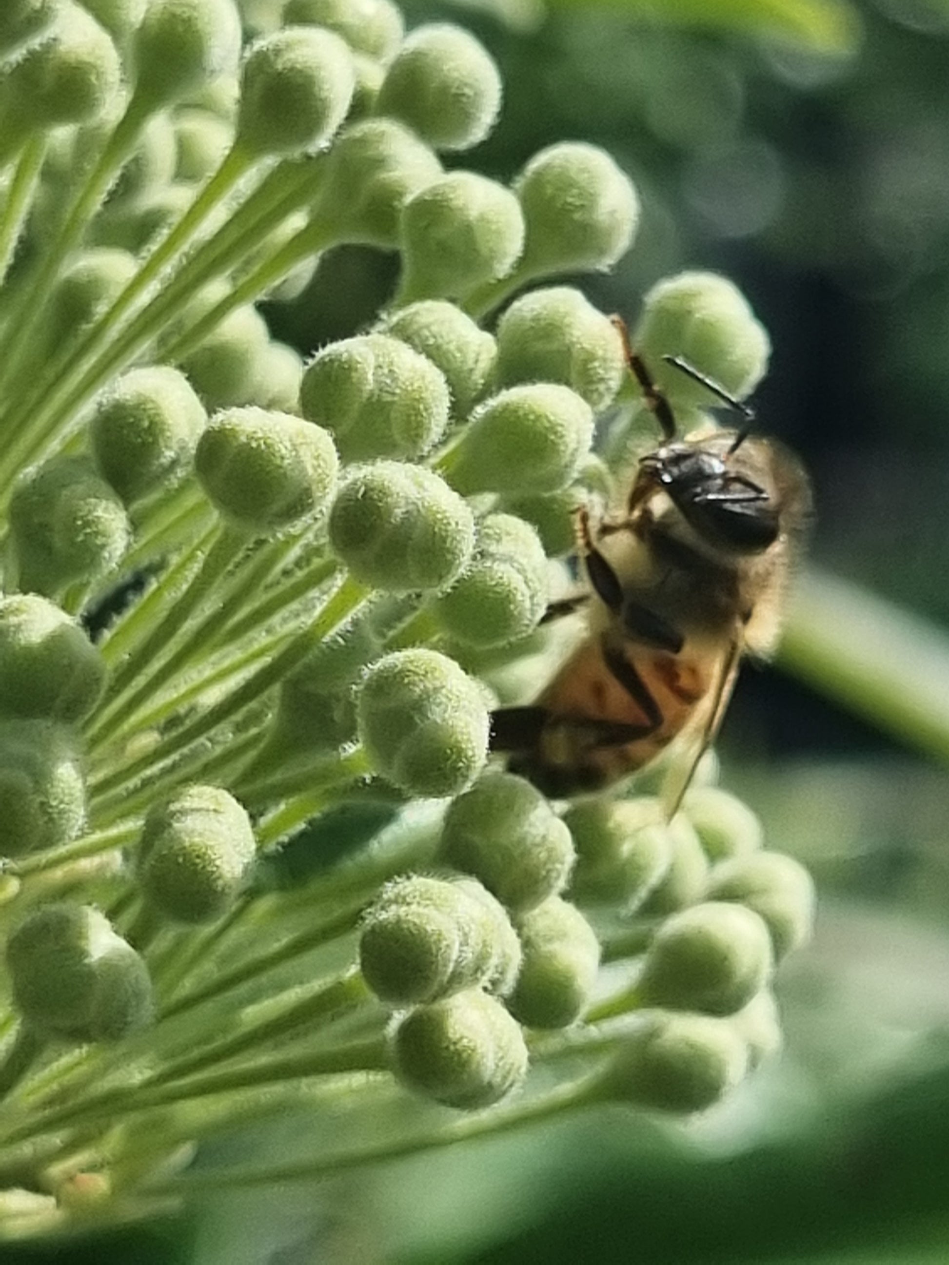 Lemon myrtle flower buds and bee