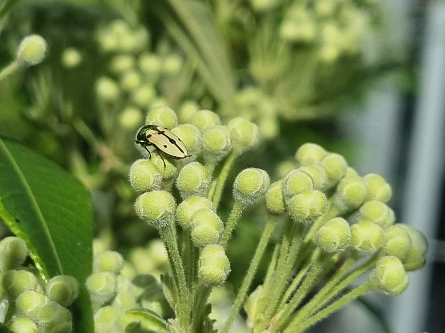 Lemon myrtle leaves flower buds and beetle