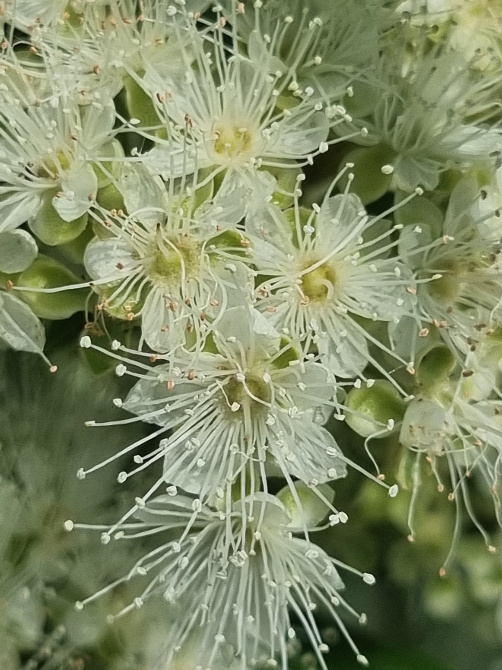 Lemon Myrtle flowers - Backhousia citriodora flowers