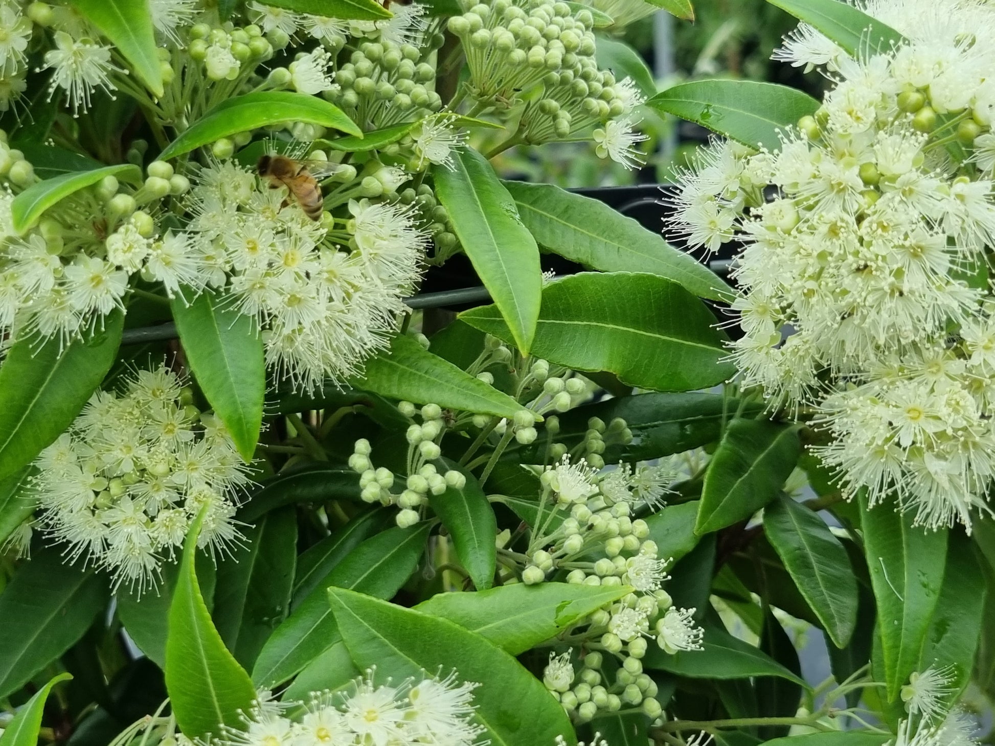 Lemon myrtle leaves flowers and bees