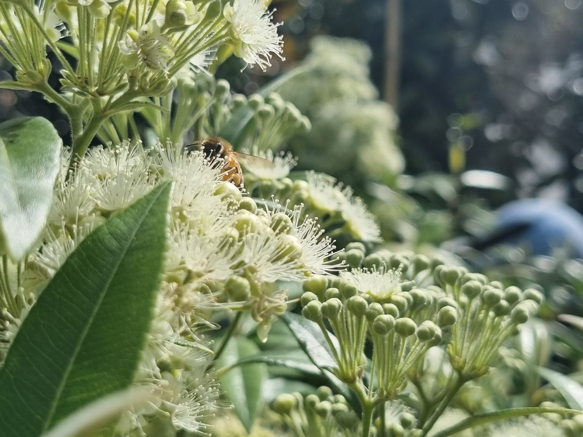 Lemon myrtle leaves flowers and bees