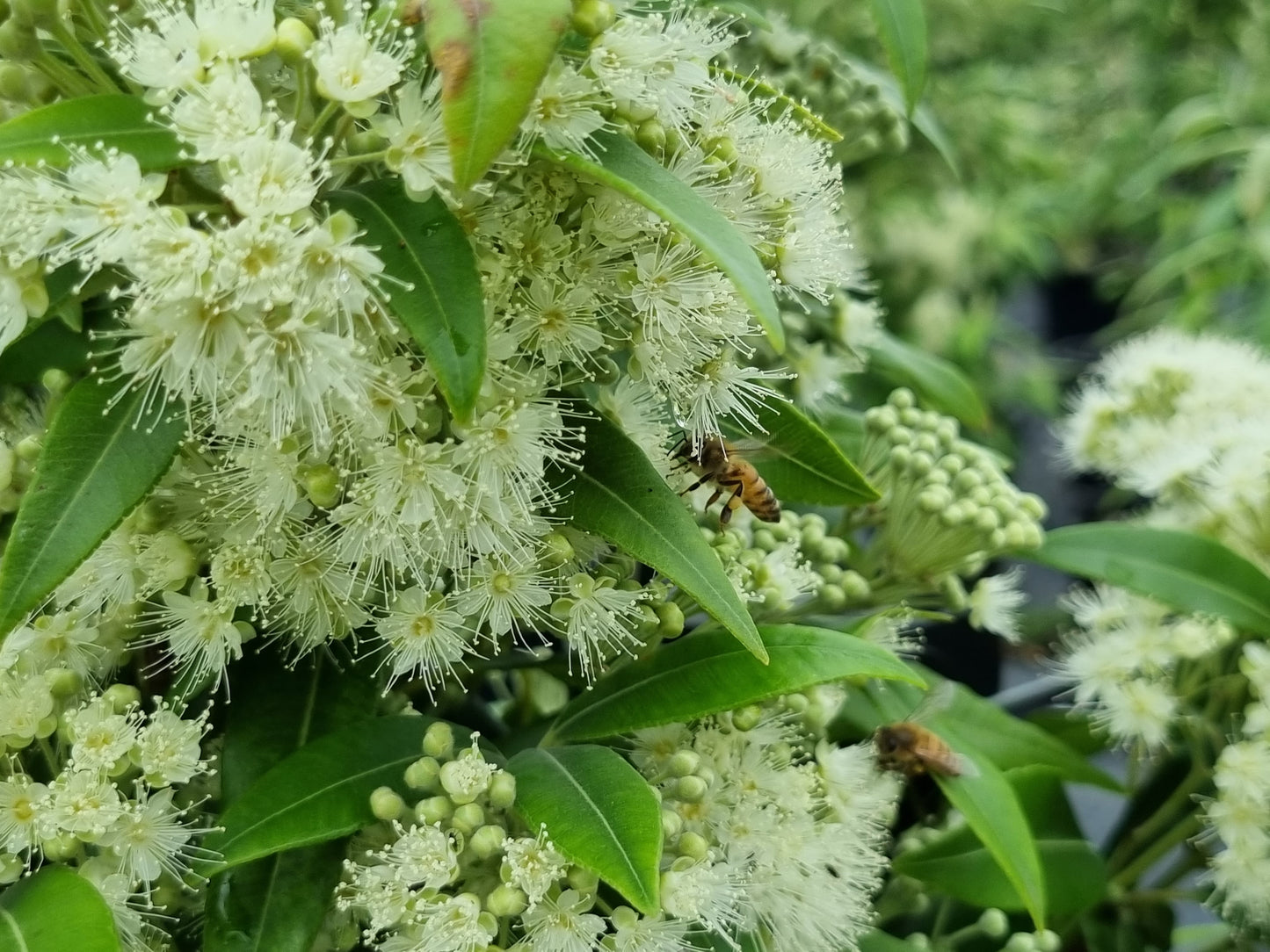 Lemon myrtle leaves flowers and bees