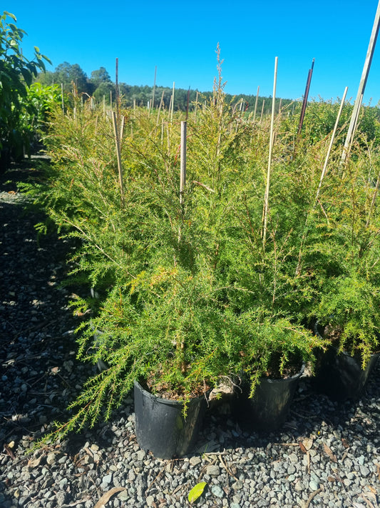 leptospermum cardwell in 200mm pots