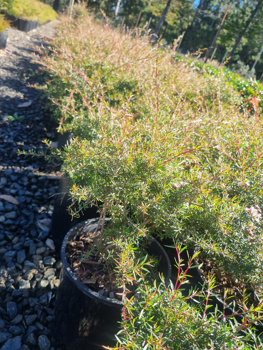 Leptospermum 'Pink Cascade'