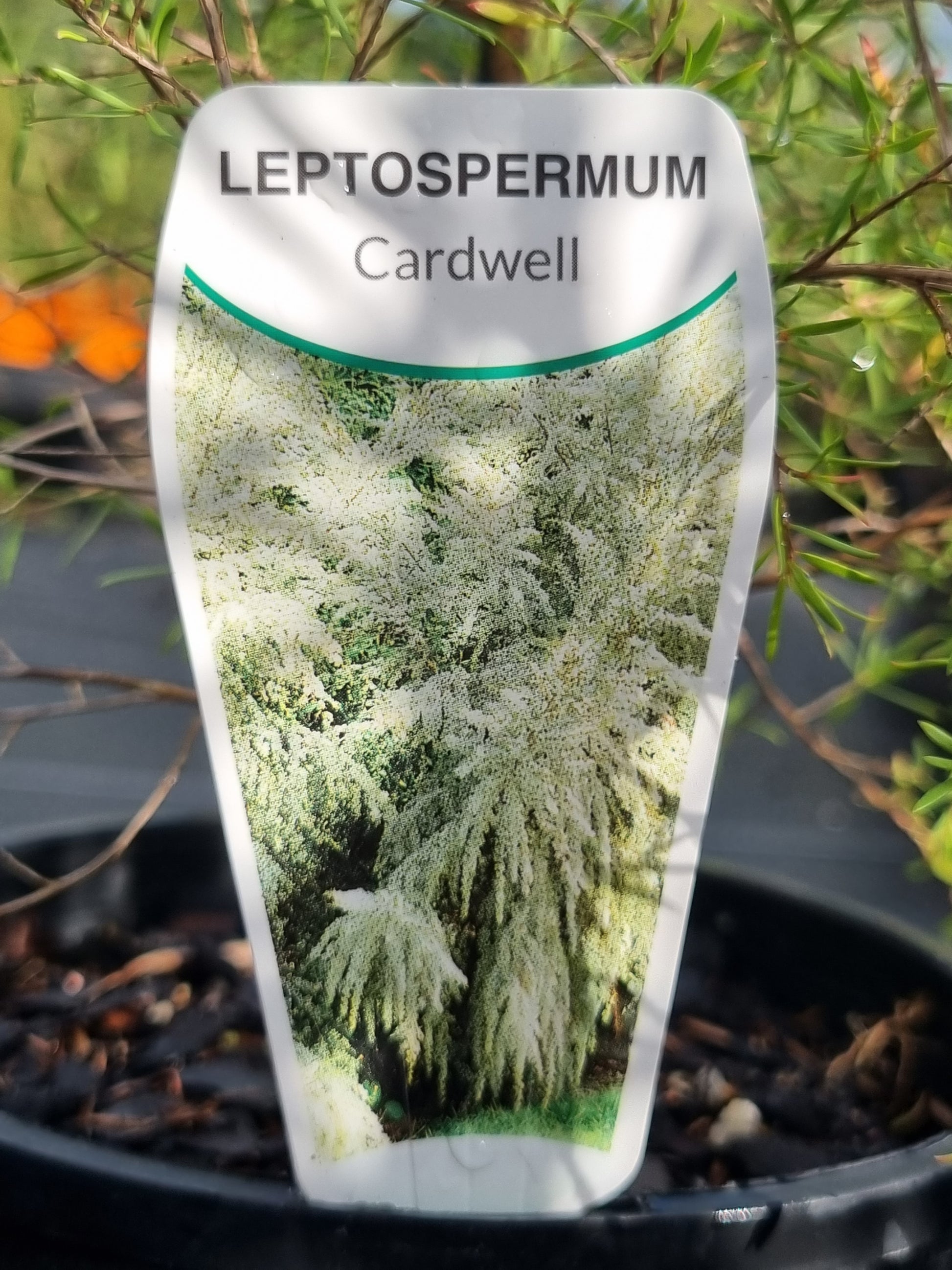 Leptospermum-cardwell_tag