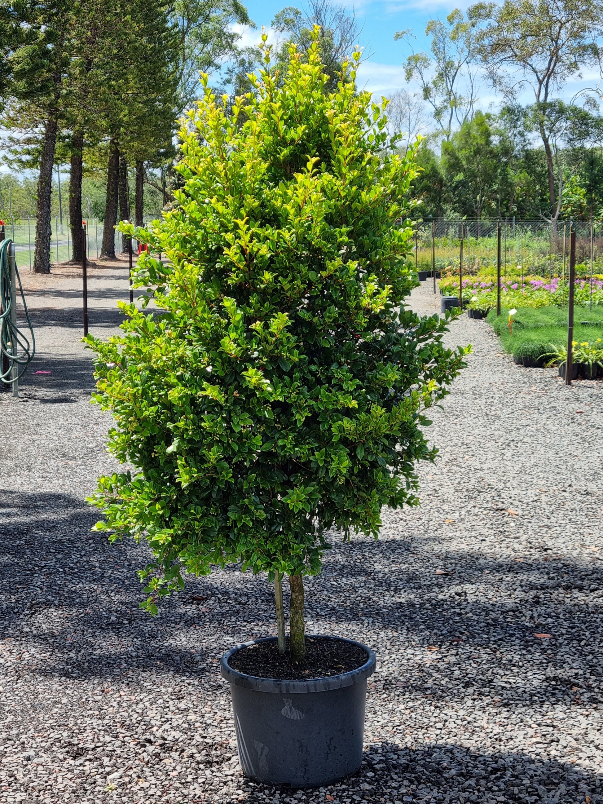 Lilly pilly resilience in 45L/500mm pot at 1.8 meters tall