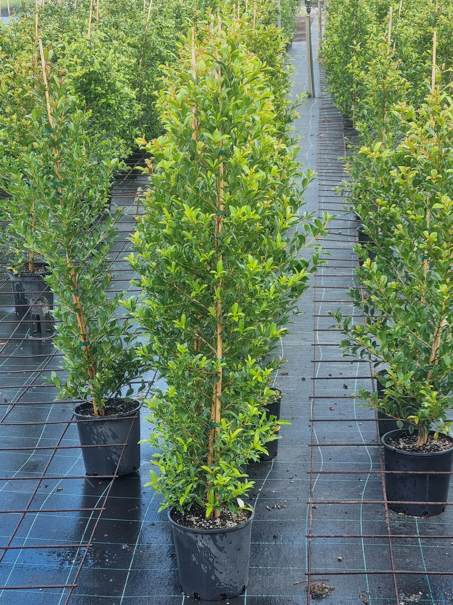 Lilly pilly resilience in 200mm pots at 1.2 metres tall