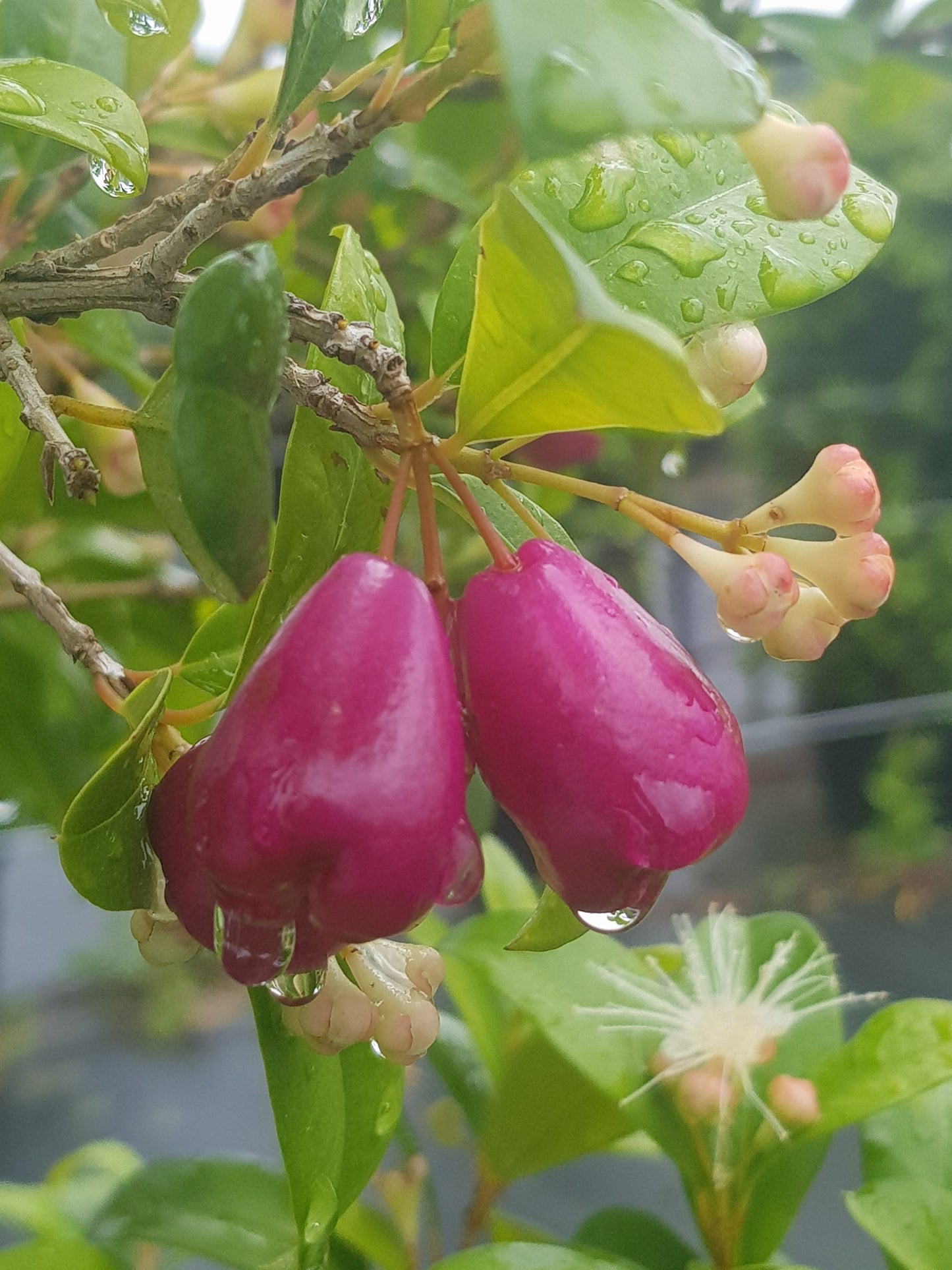 Lilly Pilly resilience fruit