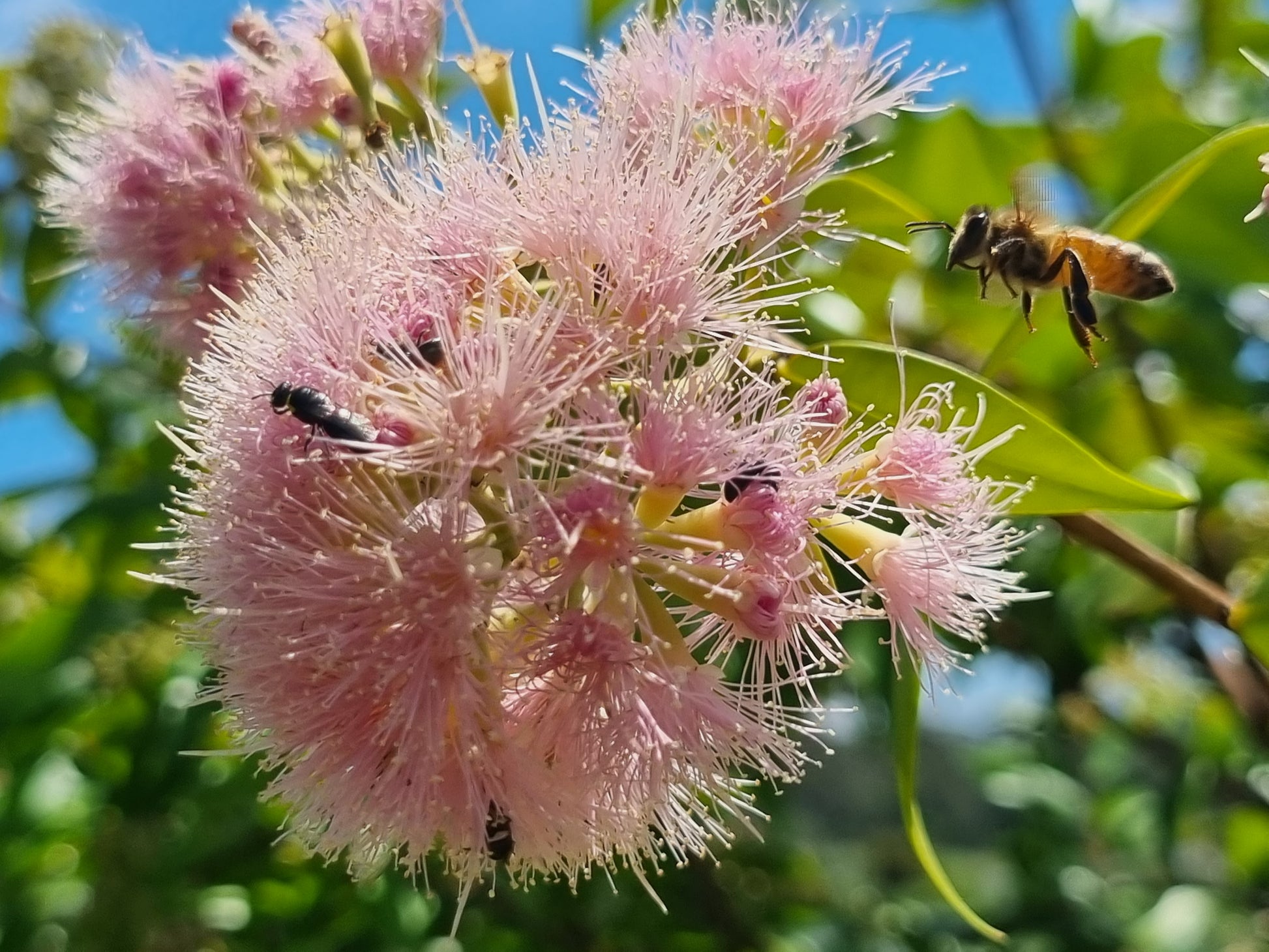 Lilly Pilly Cascade flower with a bee