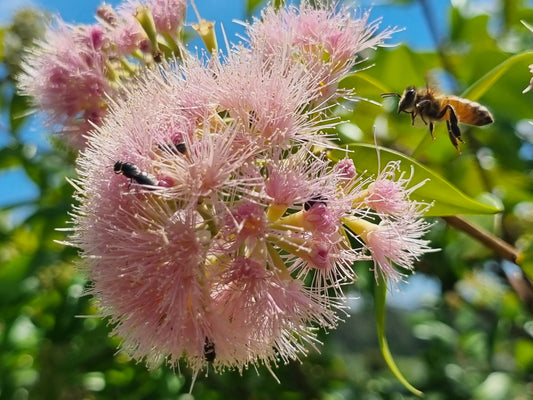 Lilly Pilly Cascade - Syzygium Cascade - Delivertree