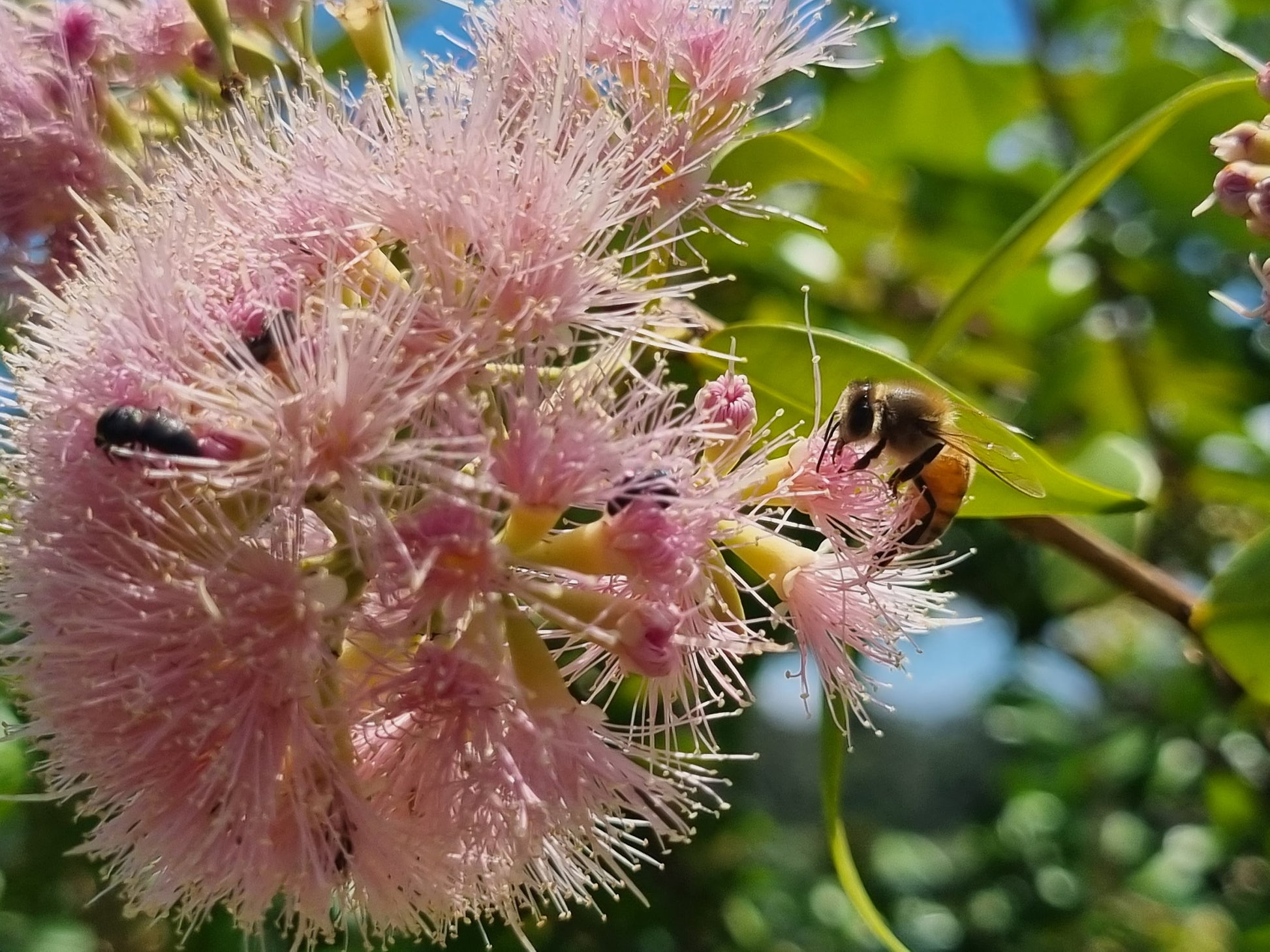 Lilly Pilly Cascade flower with a bee