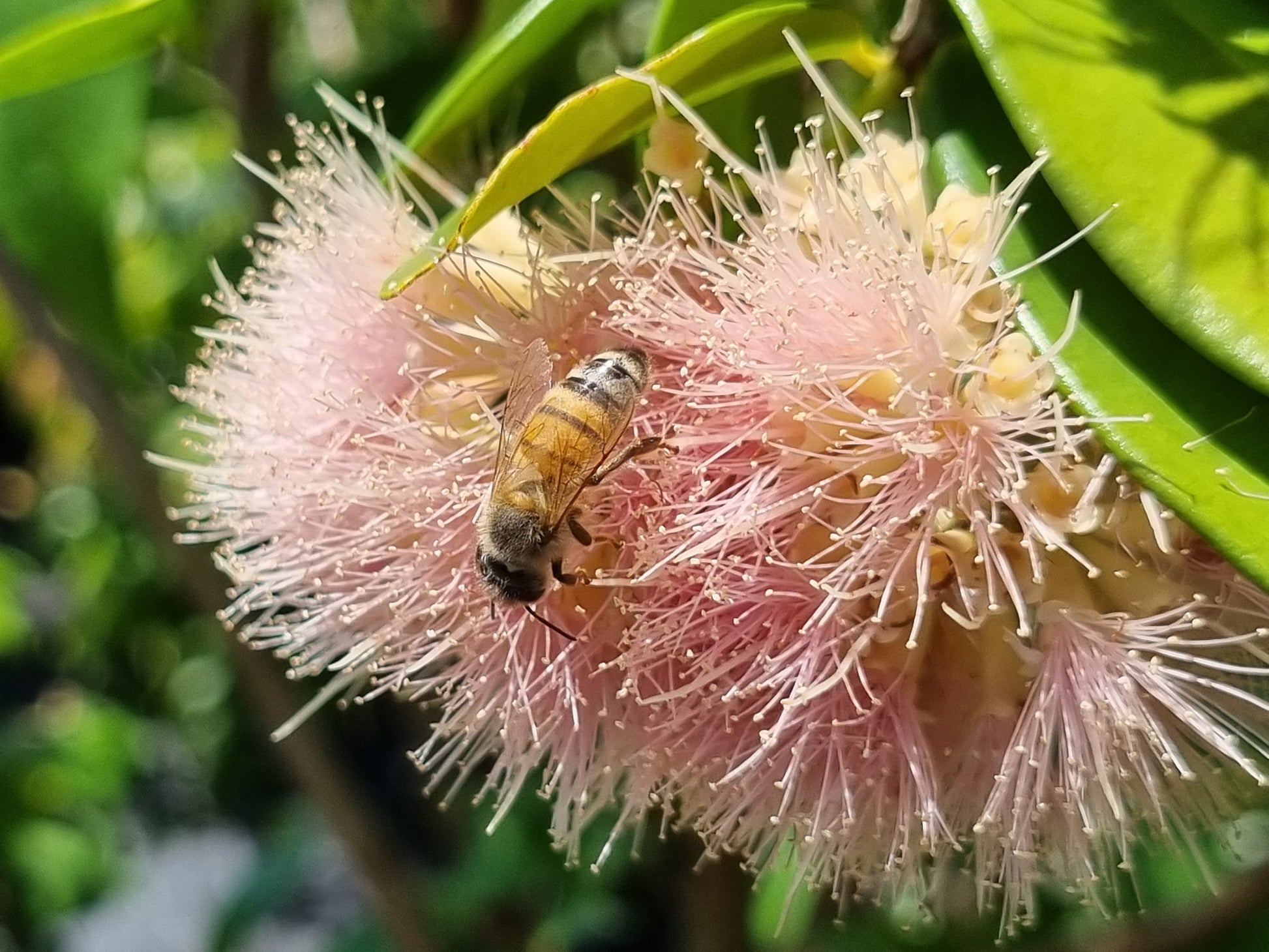 Lilly Pilly Cascade flower with a bee