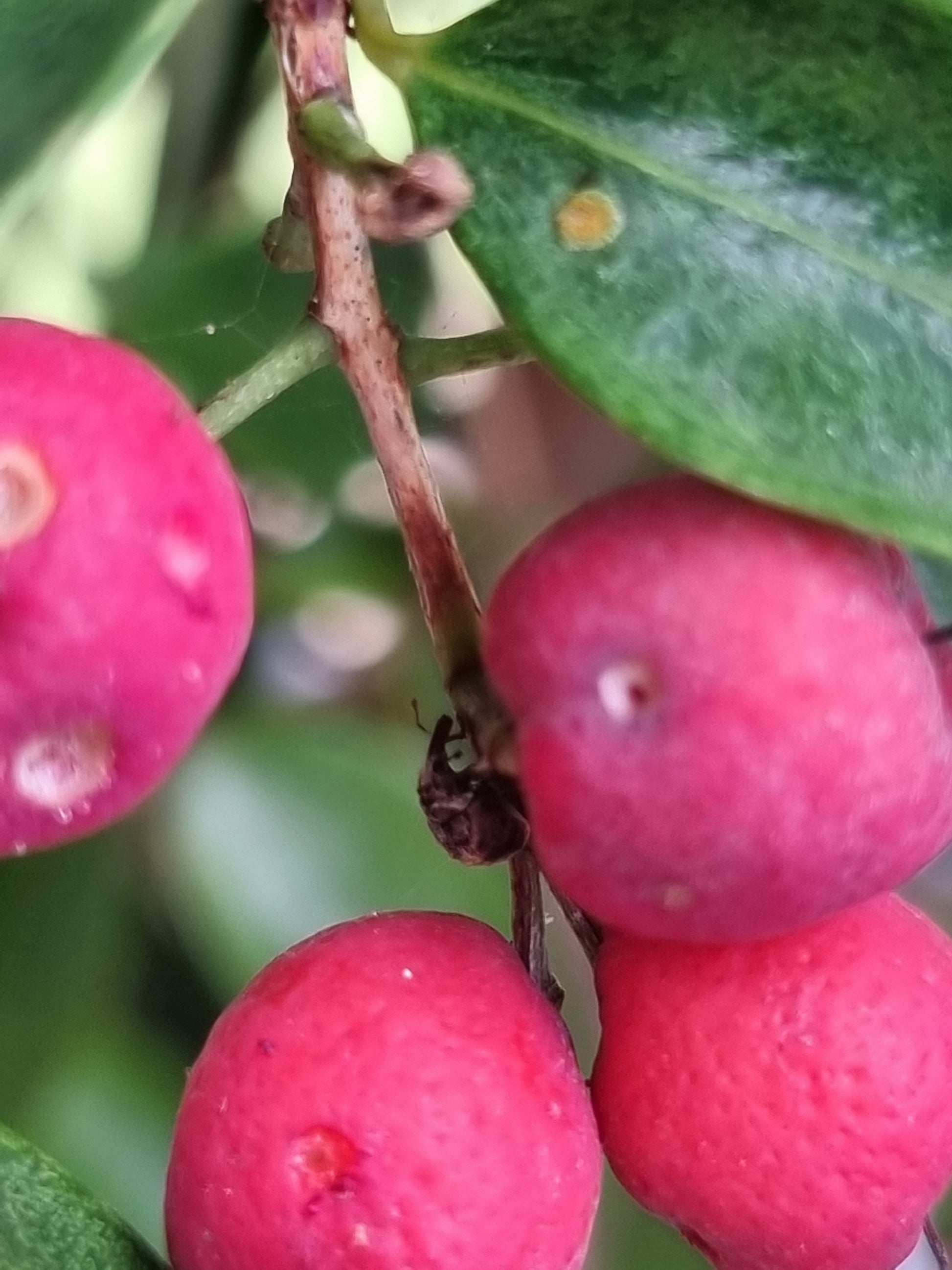 Lilly Pilly Cascade Fruit - Syzygium Cascade fruit