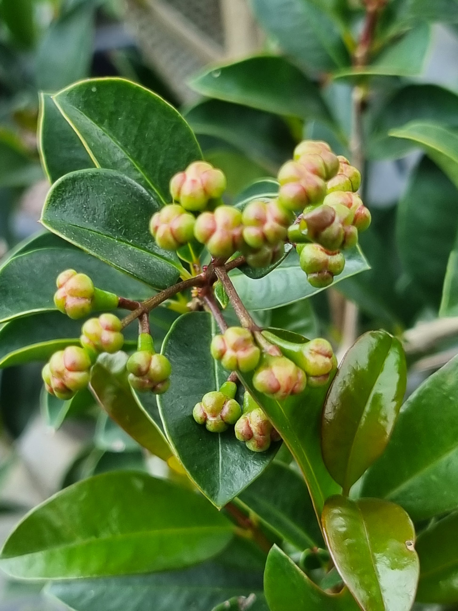 Lilly Pilly Hinterland Gold flower buds