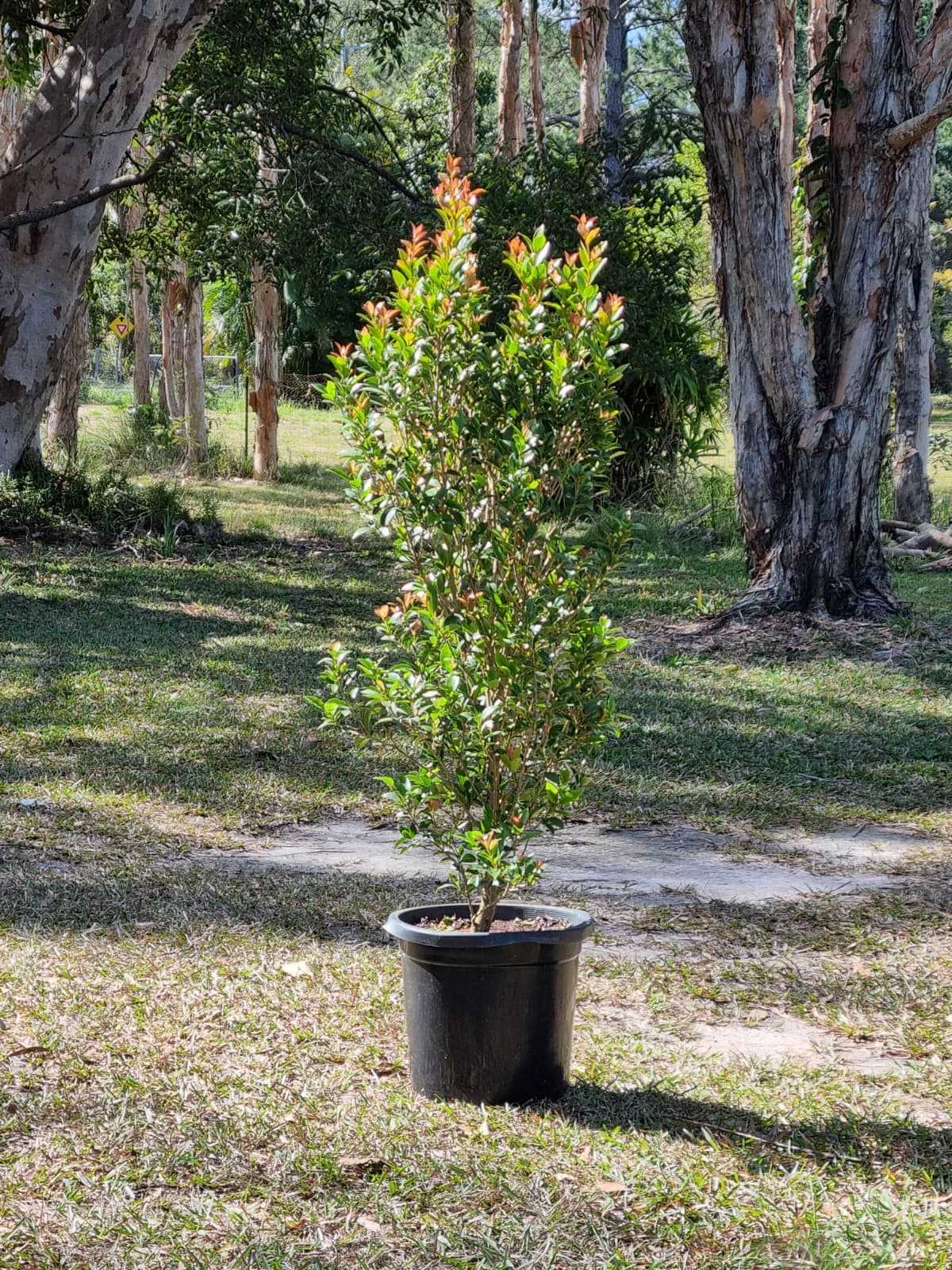 Lilly pilly resilience in 300mm pot in brisbane and sunshine coast