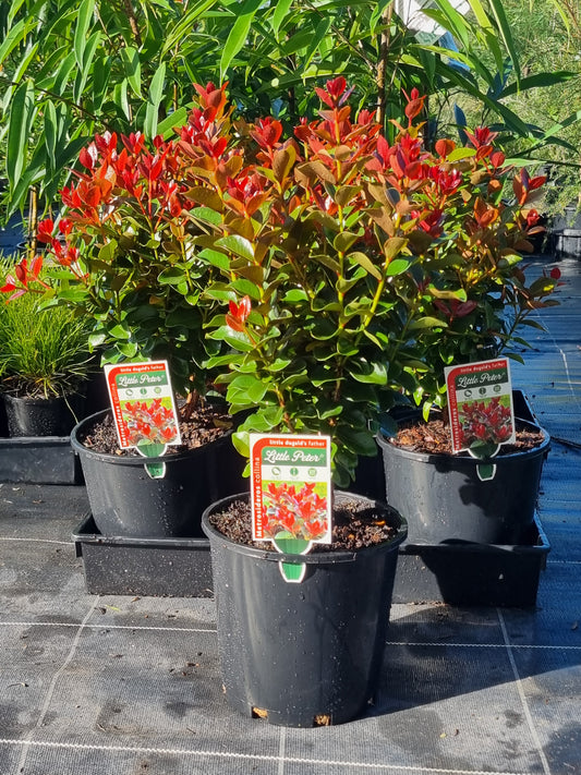 Metrosideros Little Peter in 200mm pots