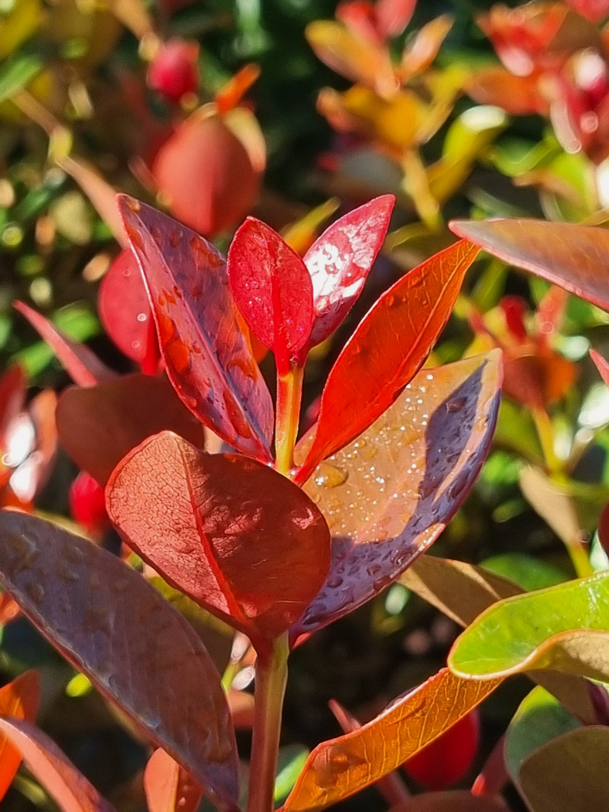 Metrosideros Little Peter leaves and foliage