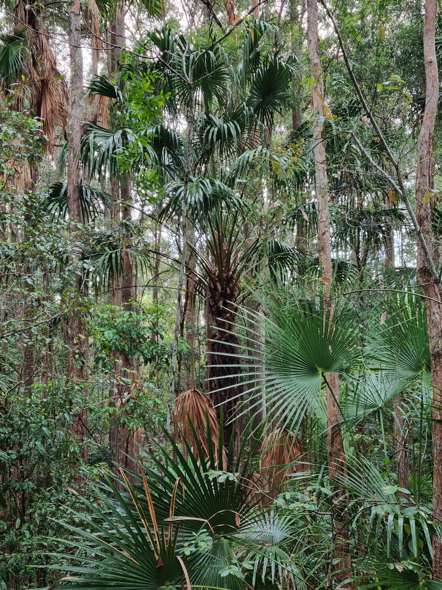 Cabbage Tree Palm - Livistona australis