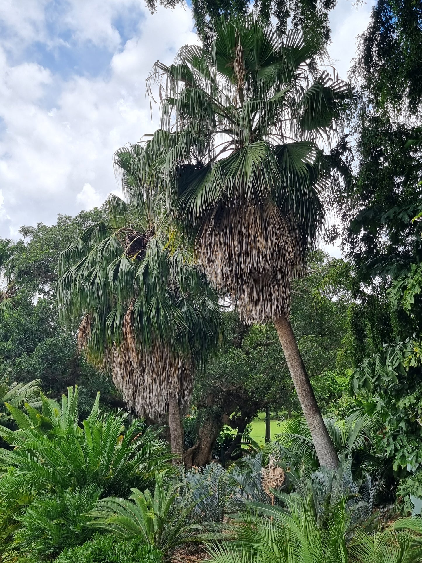 Cabbage Tree Palm - Livistona australis - Delivertree