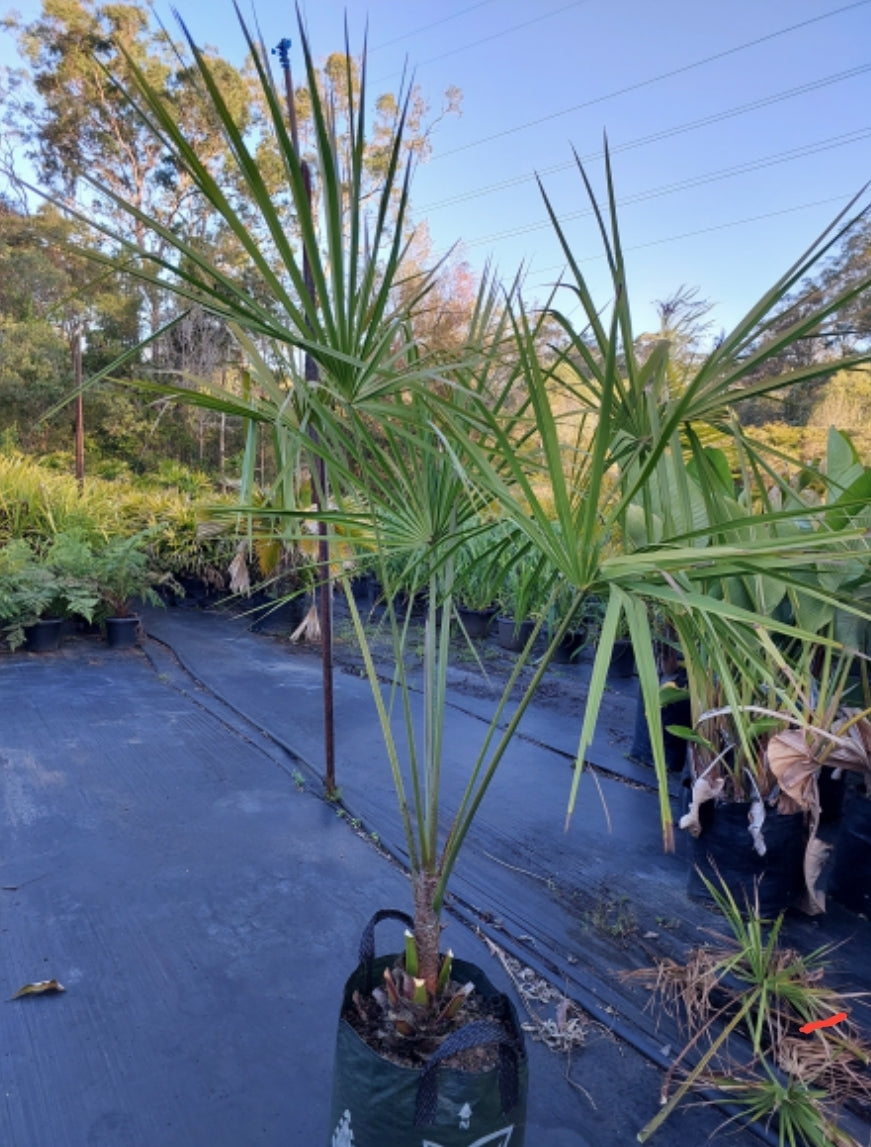 Cabbage Tree Palm - Livistona australis - Delivertree