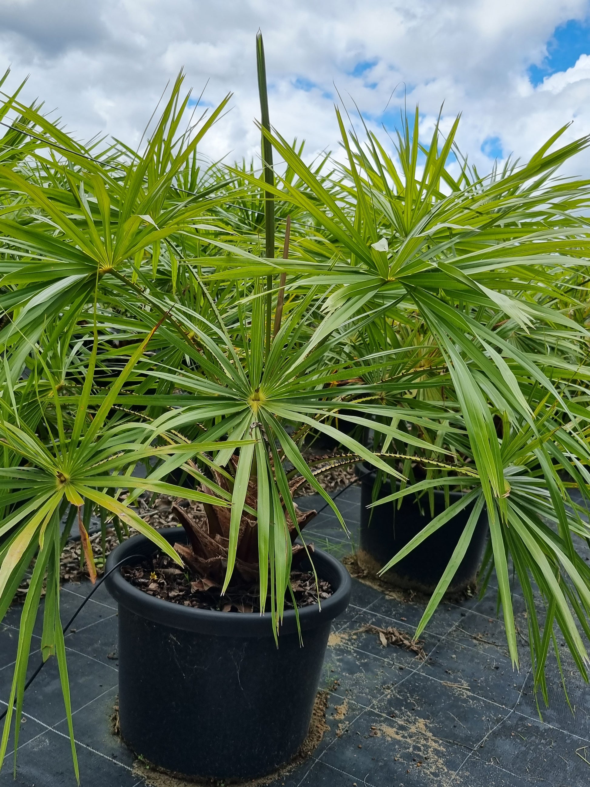 Cabbage Tree Palm - Livistona australis - Delivertree