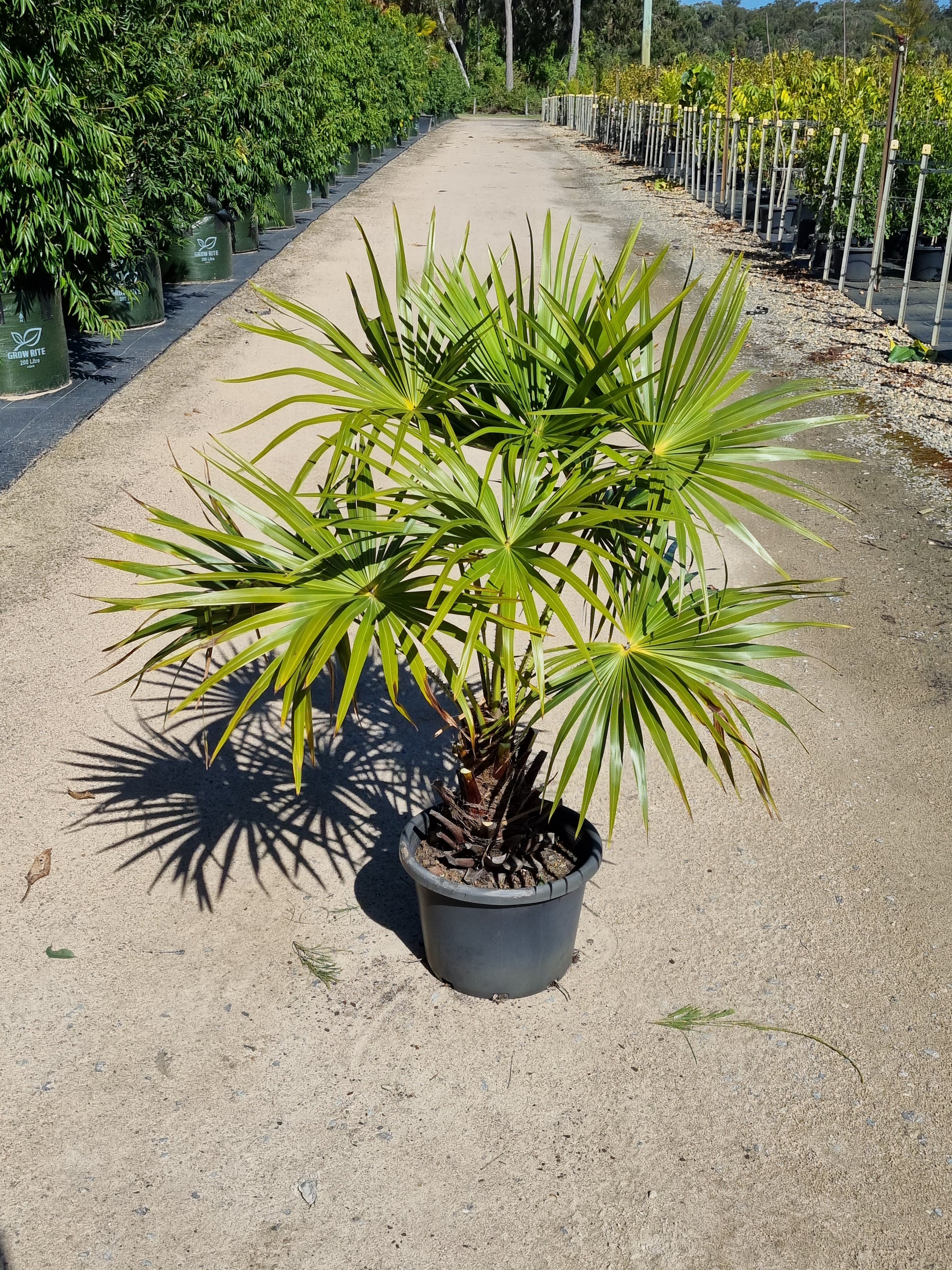 Cabbage Tree Palm - Livistona australis - Delivertree