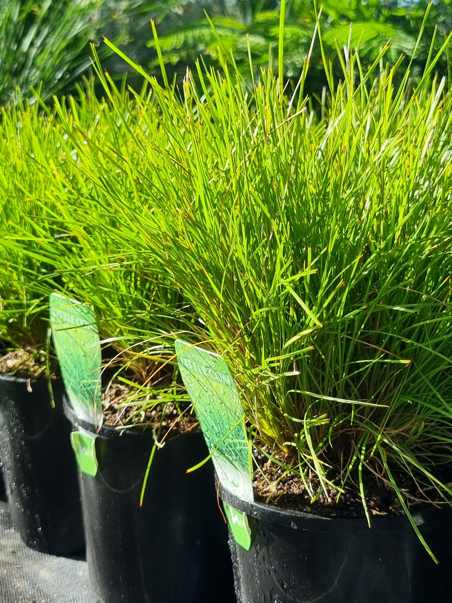 Dwarf Mat Rush - Lomandra 'Little Con'