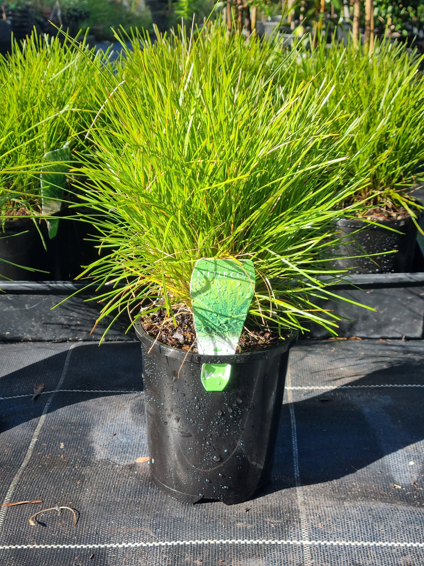 Dwarf Mat Rush - Lomandra 'Little Con'