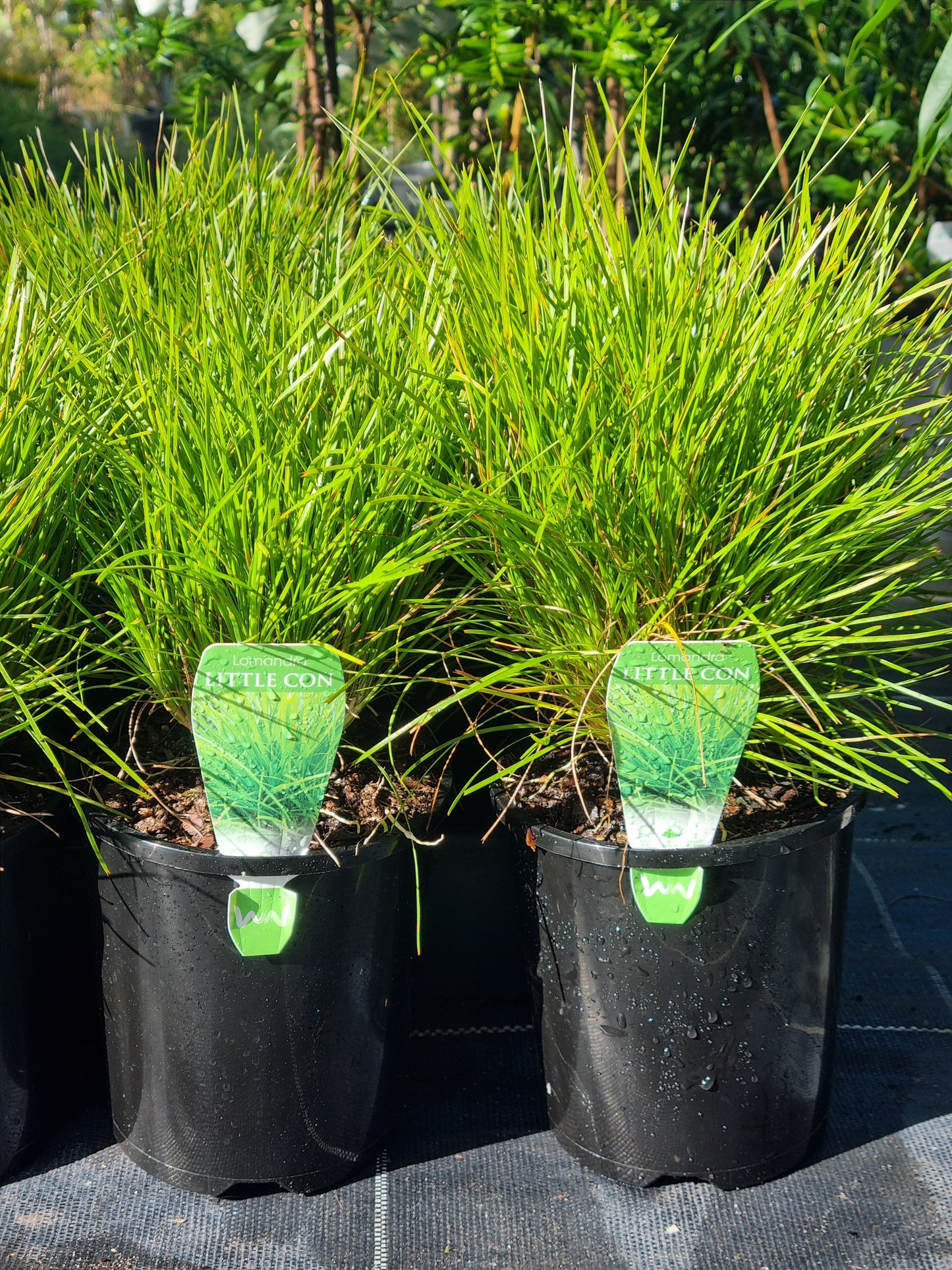 Dwarf Mat Rush - Lomandra 'Little Con'