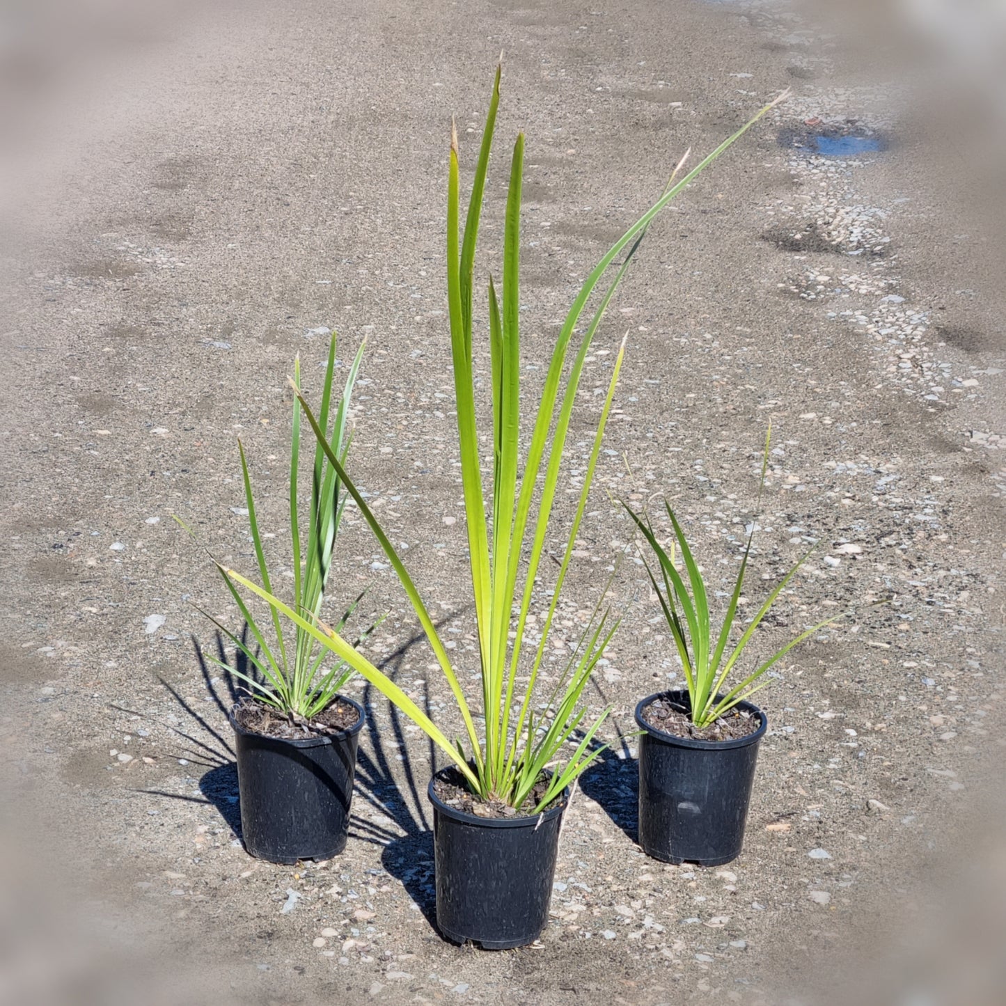 Mat Rush - Lomandra longifolia