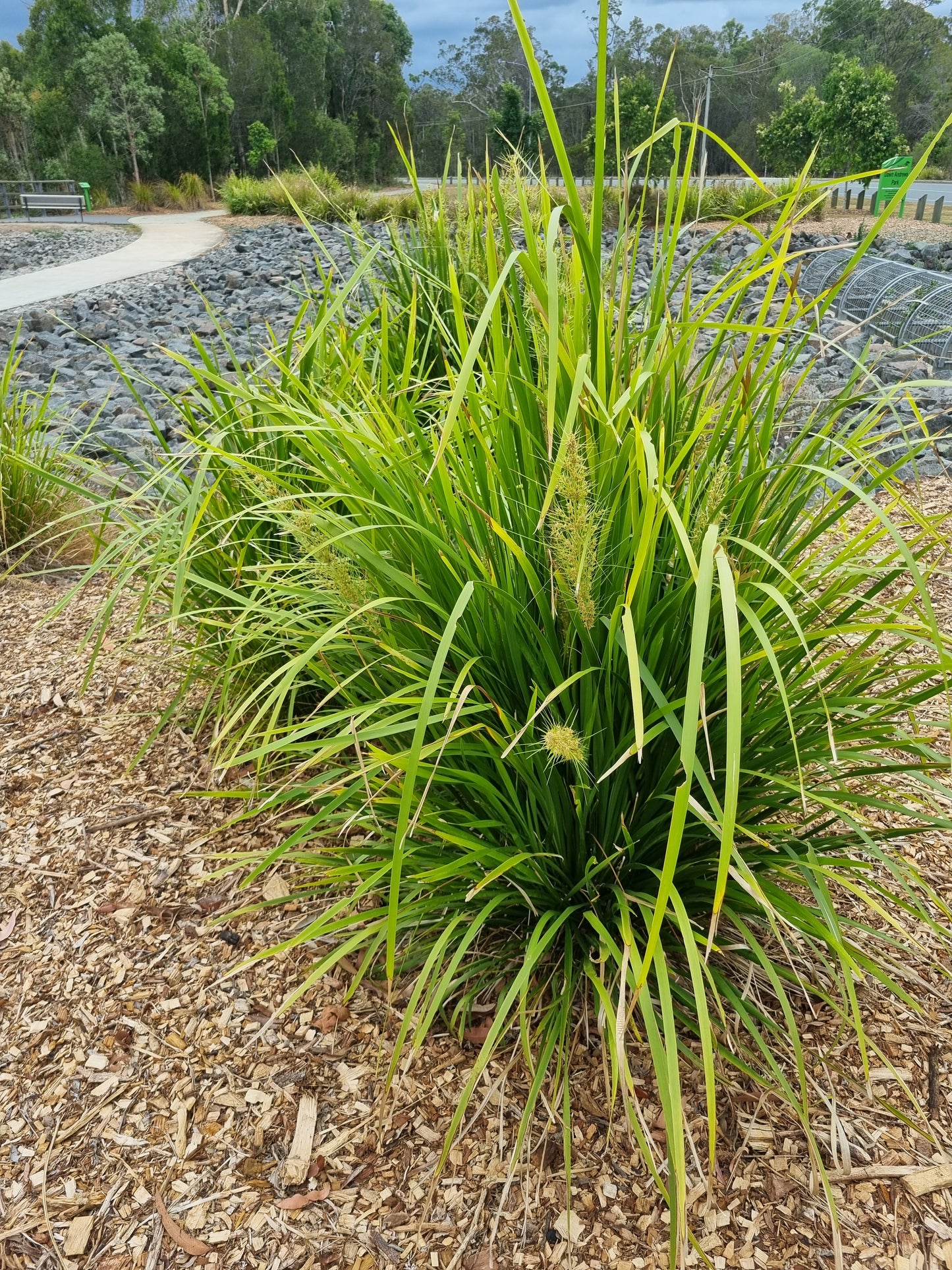 Mat Rush - Lomandra longifolia