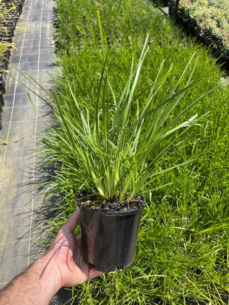 Dalliance Mat Rush - Lomandra 'Dalliance' - 140mm pot