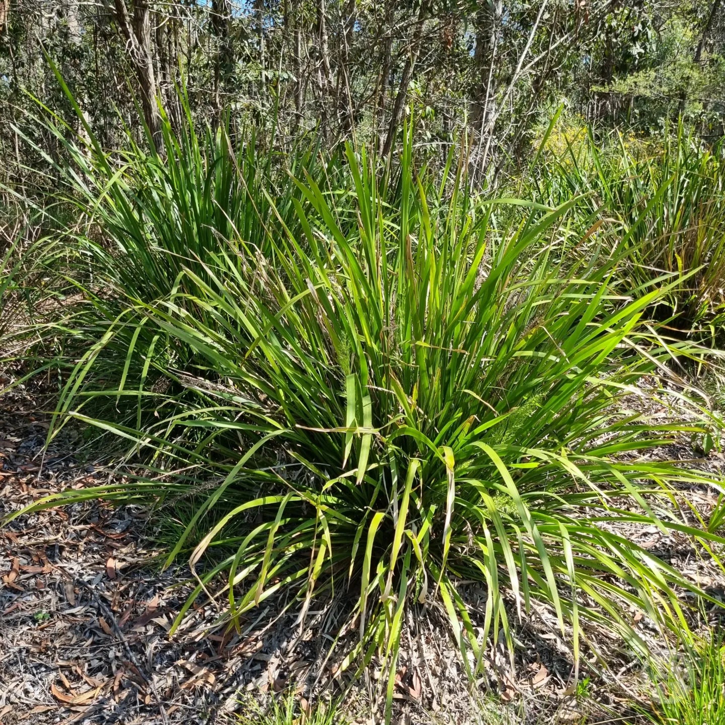 Mat Rush - Lomandra longifolia