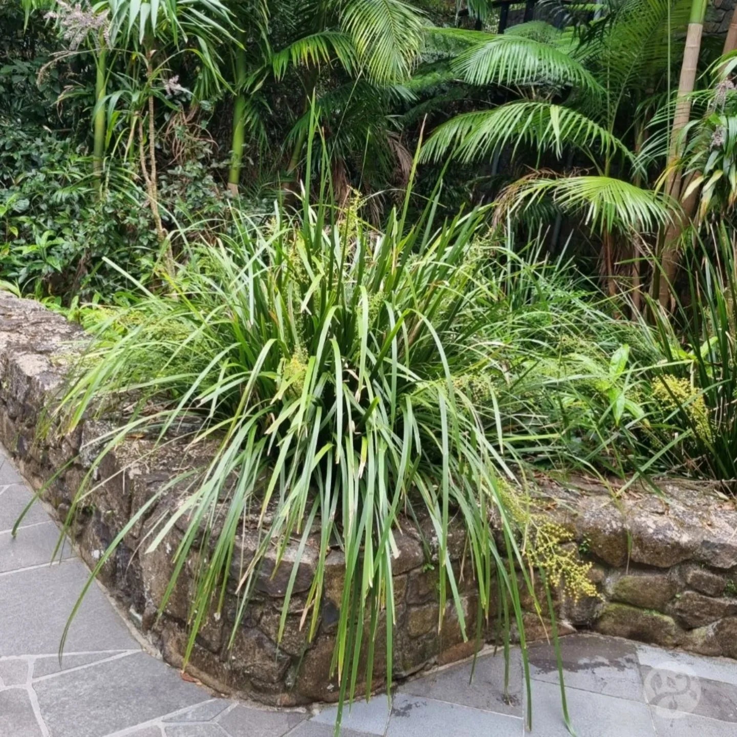 Mat rush grass in a forest