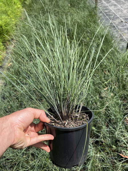 Lomandra confertifolia 'Frosty Top' - 140mm pot