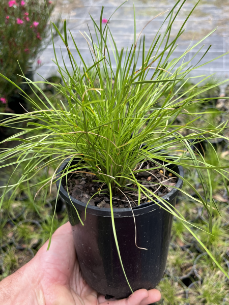 Dwarf Mat Rush - Lomandra 'Little Con' - 140mm pot