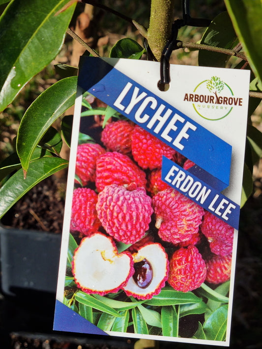 Erdon Lee lychee tag