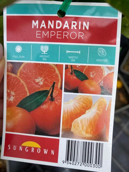 Mandarin emperor, large, sweet and easy to peel, best mandarin for Brisbane