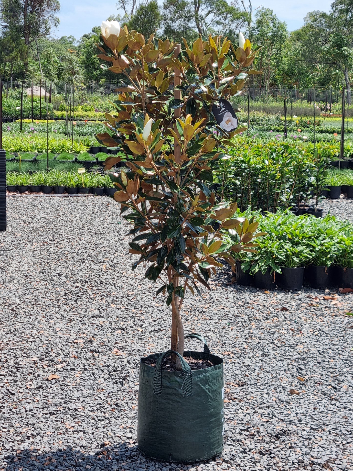 Magnolia Little Gem Tree in a 45L pot