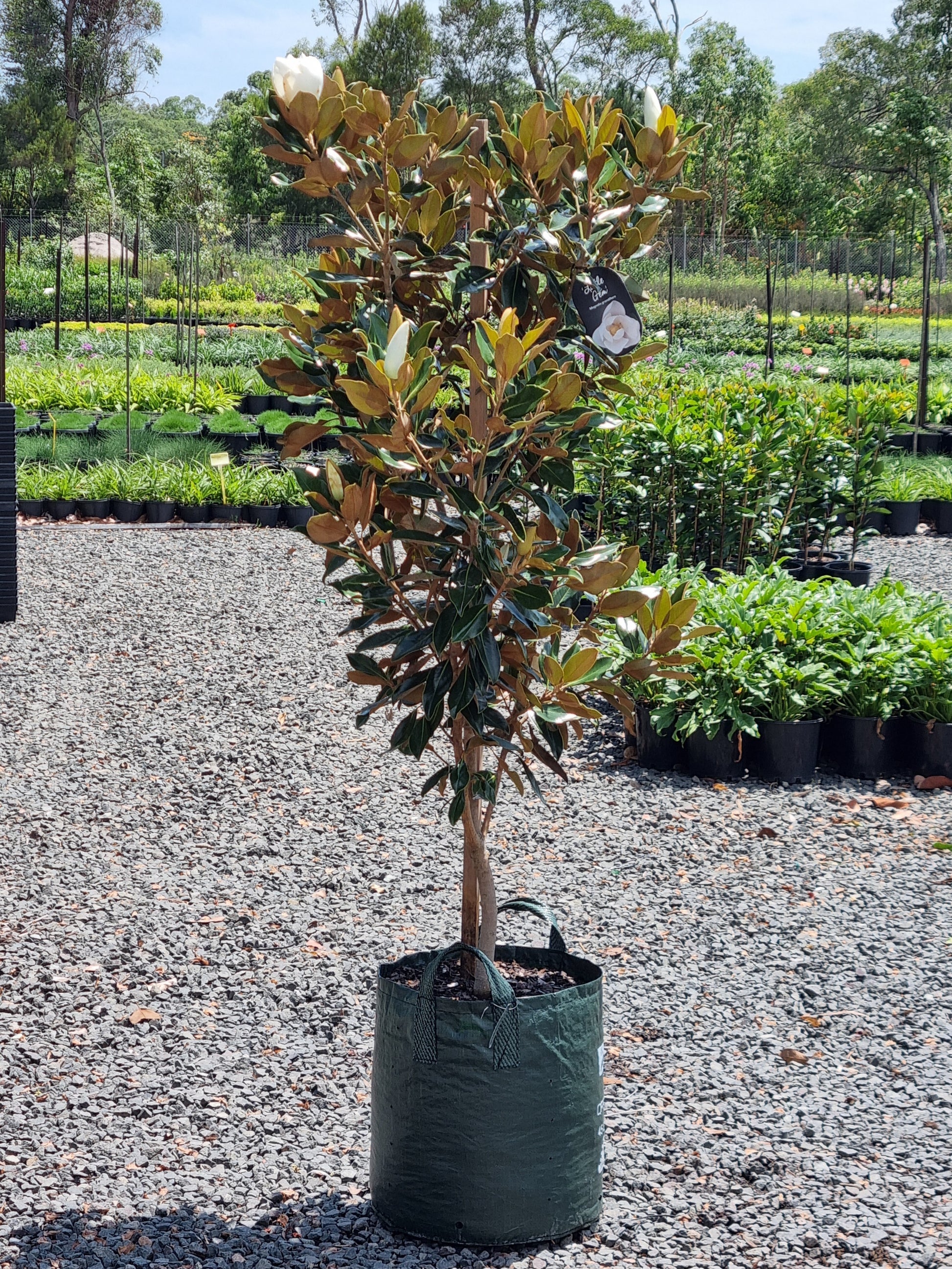 Magnolia Little Gem Tree in a 45L pot