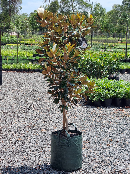 Magnolia Little Gem Tree in a 45L pot