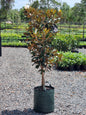 Magnolia Little Gem Tree in a 45L pot