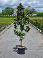 Magnolia 'Teddy Bear'