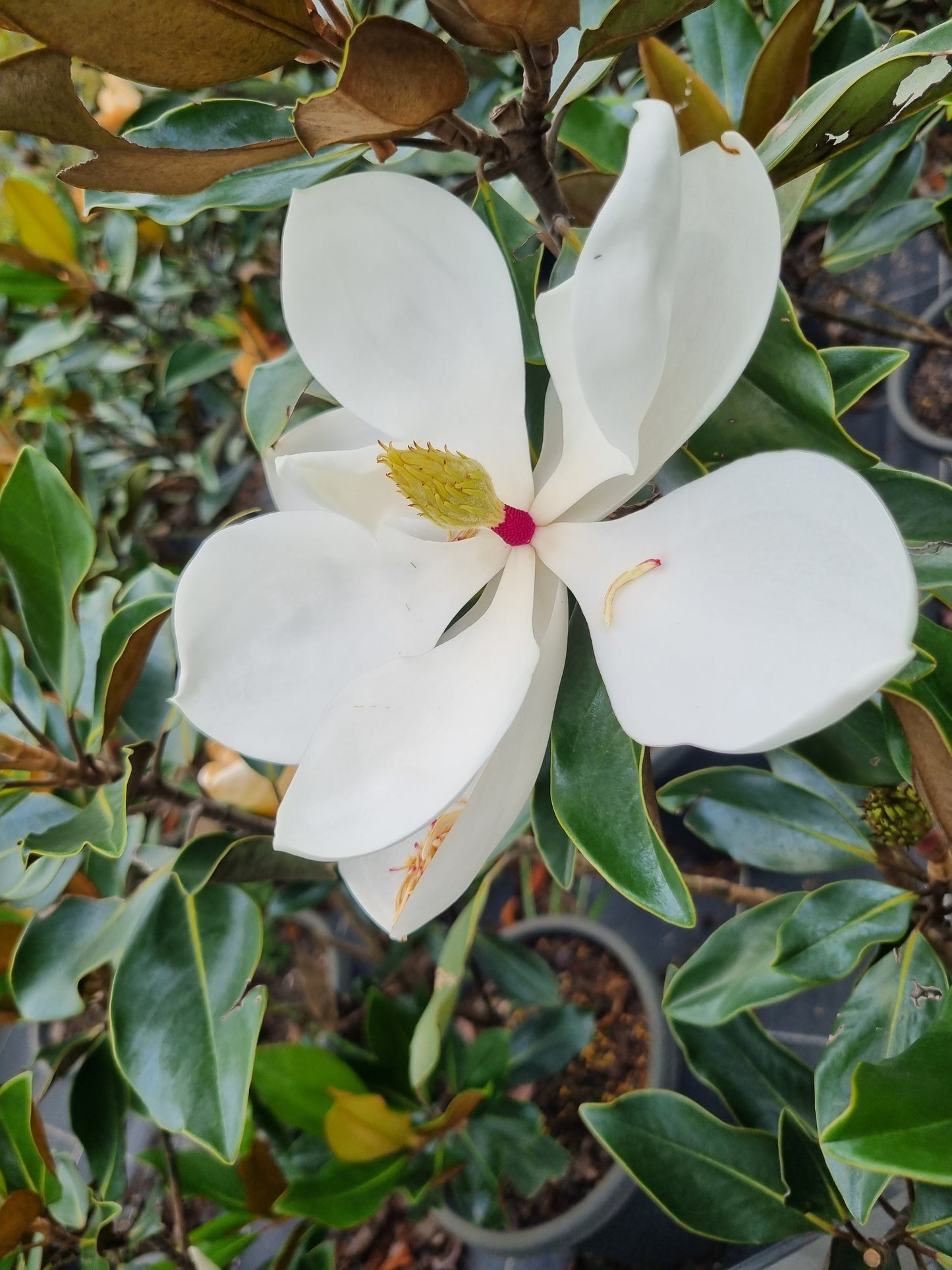 Magnolia little gem flower 