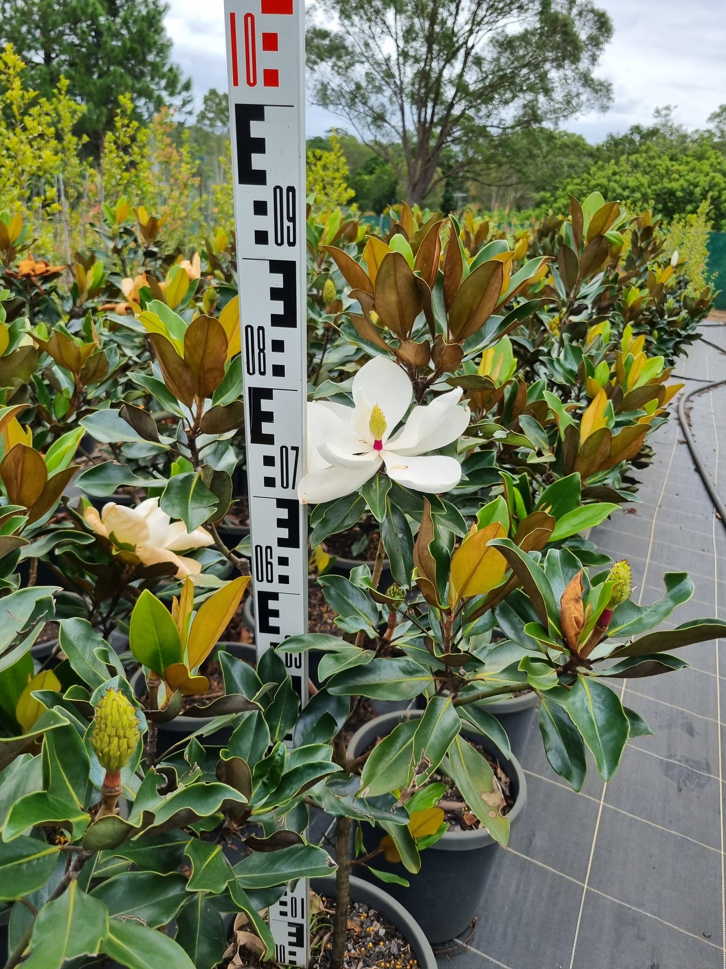 Magnolia little gem with flower